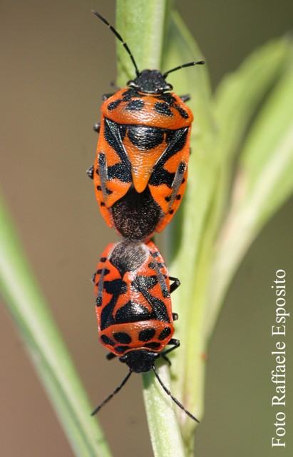 Coppia di Eurydema ornata